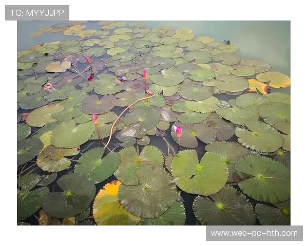 飞盘追梦：杨娜的竞技人生与心灵对话之旅